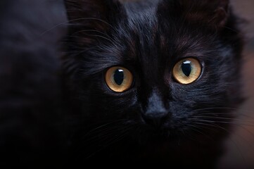 Portrait of a black cat. Big eyes. A look.