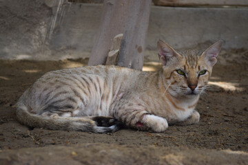 Cat young big brown kitten, pet animal male portrait of mammal background picture close up