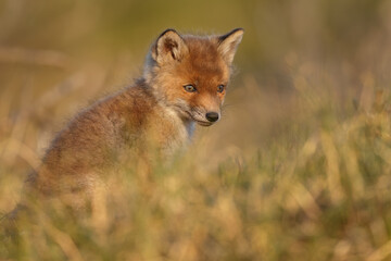 Red fox cub in nature on a springday.