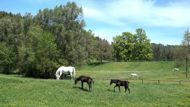 LIPIZZANER FOHLEN . LIPIZZAN FOALS