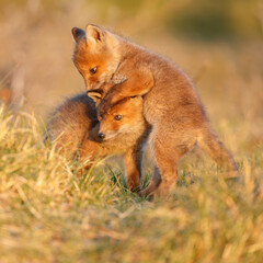 Red fox cub in nature on a springday.