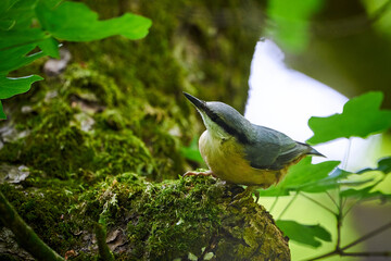 Eurasian nuthatch searching insects ( Sitta europaea )