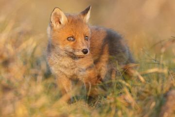 Red fox cub in nature on a springday.