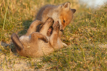 Red fox cub in nature on a springday.