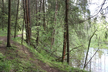 Fototapeta premium river in the forest
