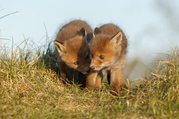 Red fox cub in nature on a springday.