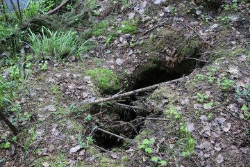 beaver pit