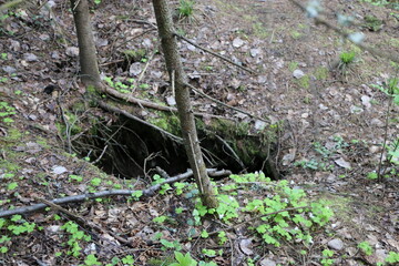 beaver pit