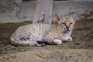 Cat young big brown kitten, pet animal male portrait of mammal background picture close up