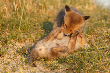 Red fox cub in nature on a springday.