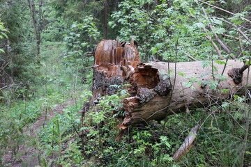 stump in the forest