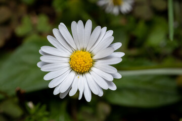 Obraz premium white daisy flower