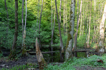 Green forest with mountain stream in Slovakia