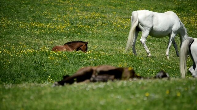 LIPIZZANER FOHLEN . LIPIZZAN FOALS