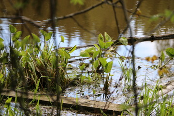 reeds in the water