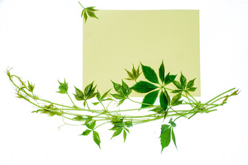 Summer composition. Leaves of the creeper on white background. Summer concept. Flat lay, top view,...