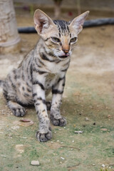 Cat young black kitten, pet animal male portrait of mammal background picture