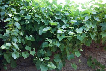 Weinlaub