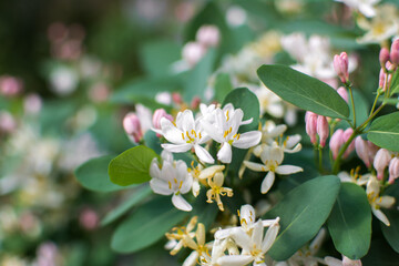 in spring, pink-and-white garden honeysuckle flowers bloomed in turquoise leaves