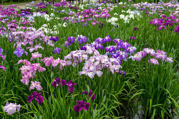 Fototapeta premium 色鮮やかな菖蒲の花 東京都葛飾区 日本