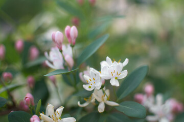 in spring, pink-and-white garden honeysuckle flowers bloomed in turquoise leaves