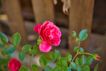 Rote Rose
