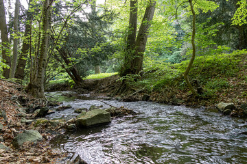 Fototapeta na wymiar Green forest with mountain stream in Slovakia