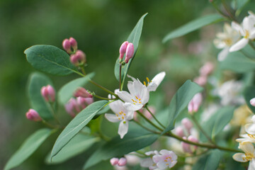in spring, pink-and-white garden honeysuckle flowers bloomed in turquoise leaves