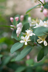 in spring, pink-and-white garden honeysuckle flowers bloomed in turquoise leaves
