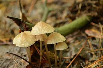 mushrooms in the forest