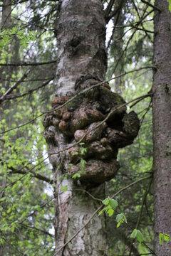 tree in the forest
