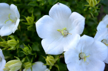 Obraz premium Landscape photo of closeup of white campanula bellflowers