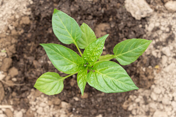 Top view of growing bell pepper on the agricultural field. Ecological farming for healthy living.