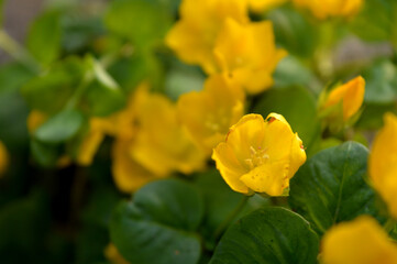 Obraz na płótnie Canvas Landscape close up photo of yellow creeping jenny plant