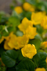 Portrait close up photo of yellow creeping jenny plant