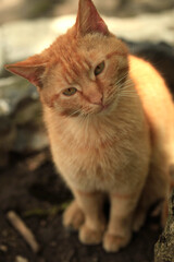 Portrait of fluffy red cat
