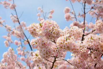Pink Sakura blossom in April Japan under blue sky