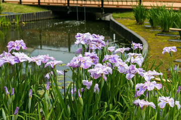色鮮やかな菖蒲の花　東京都葛飾区　日本