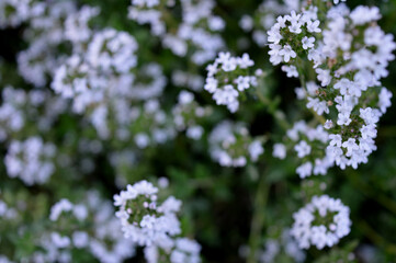 Landscape photo of thyme plant in bloom in the garden