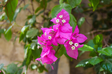 Pink flowers close up, flower in garden red color, flora background nature door gate green plants