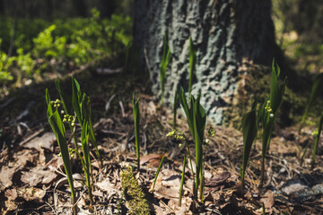 Wild lilies of the valley (Convallaria majalis) blooming in the forest, Kampinos, Poland