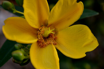 Fototapeta na wymiar Landscape closeup photo of yellow flowers in a garden