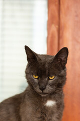 Portrait of big gray cat sitting and staring at something. Male cat with beutiful yellow eyes.