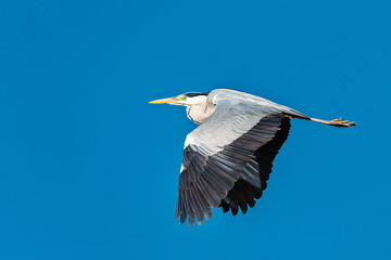 A Great Blue Heron Flying. A beautifully large wading bird flying high through the sky.
