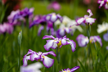 色鮮やかな菖蒲の花　東京都葛飾区　日本