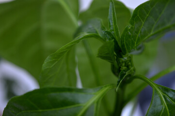 Landscape close photo of chilli plant foliage and bud