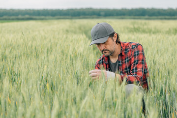 Naklejka na ściany i meble Serious wheat farmer agronomist inspecting cereal crops quality in cultivated agricultural plantation field