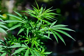 Fresh green organic hemp or cannabis leaves cultivated in an urban garden, in a summer day, beautiful outdoor monochrome green background photographed with soft focus, urban gardening.