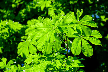 Branch with many fresh large green chestnut leaves in a garden in a sunny spring day, beautiful outdoor monochrome background photographed with soft focus.