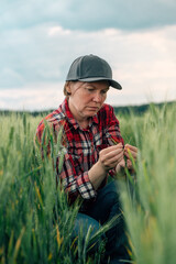 Naklejka na ściany i meble Concerned wheat farmer and agronomist inspecting cereal crops quality in cultivated agricultural plantation field
